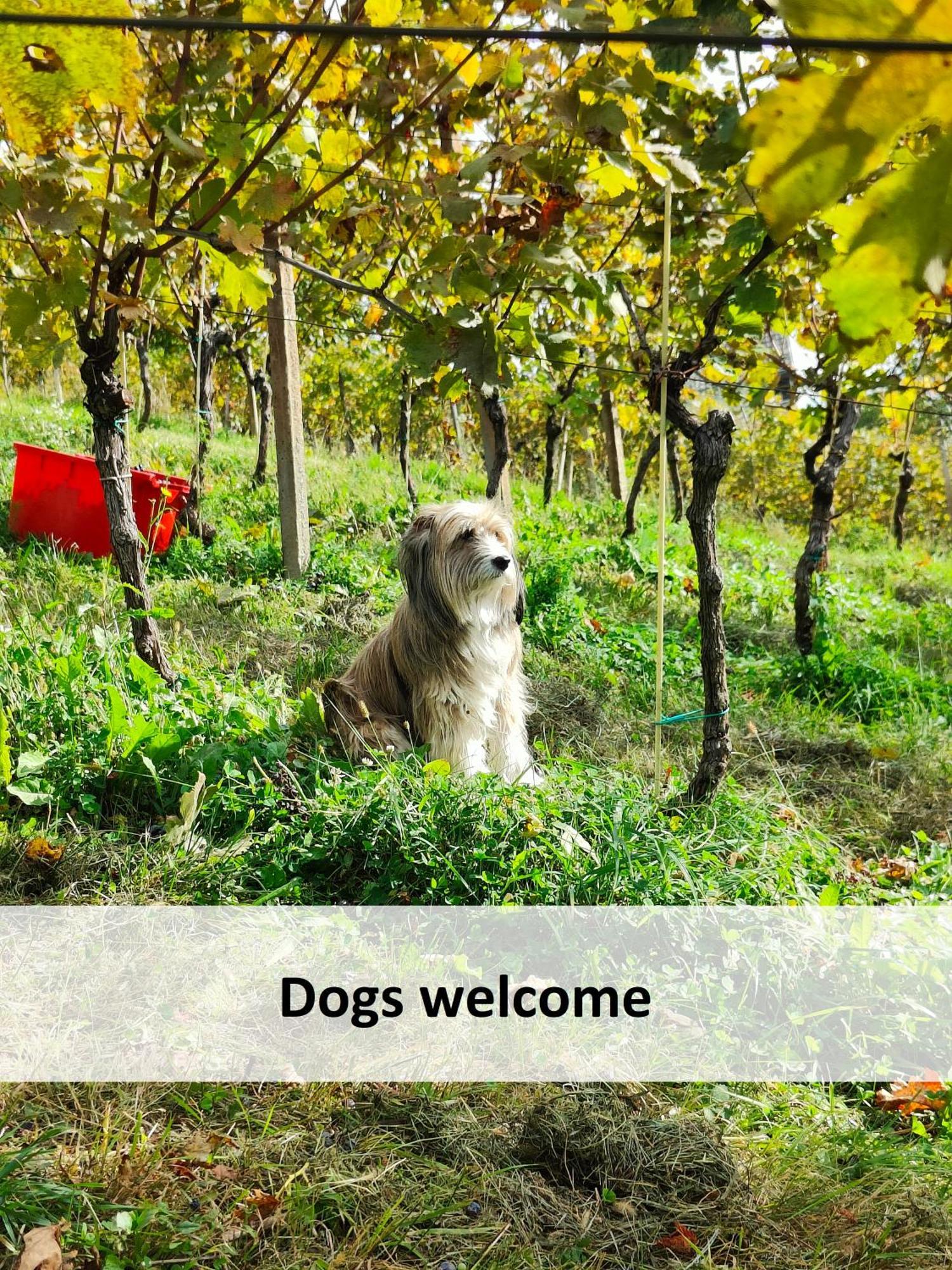 Vineyard Cottage Skatlar Otocec Luaran gambar
